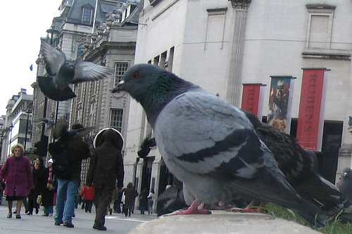 KingstonPigeonCull.jpg