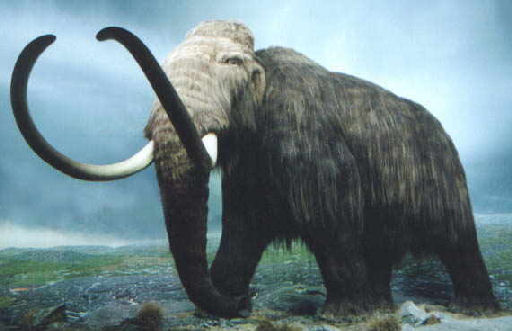 woolybully.jpg