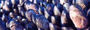 4881_mussels