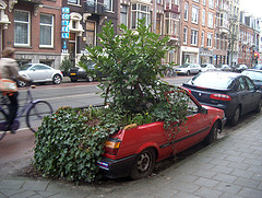 carbranch.jpg