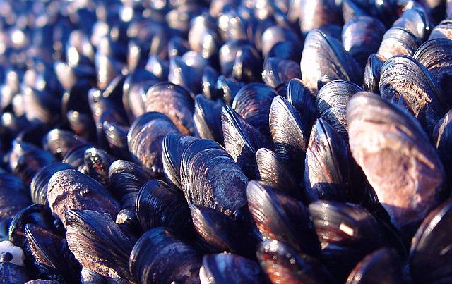 mussels.jpg