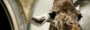 5506_giraffe