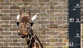 5525_Giraffe01 5525_Giraffe01