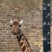 5525_Giraffe01 5525_Giraffe01