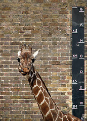Giraffe01.jpg