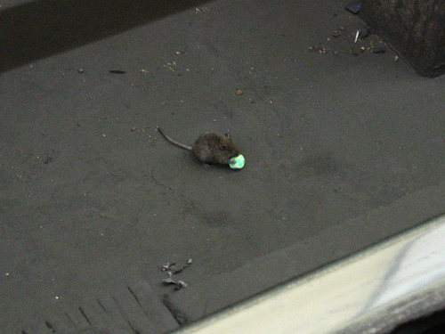MouseMayhemHospital.jpg