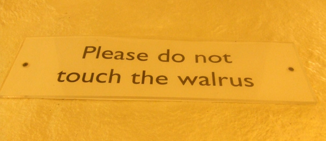 Walrustouching.jpg