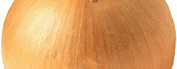 5683_onion 5683_onion