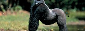 5715_gorilla 5715_gorilla