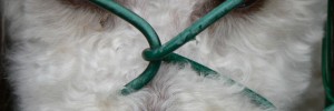 5718_doginfence