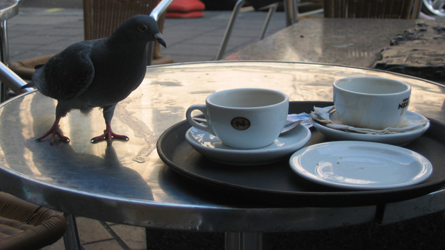 pigeontable.jpg