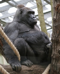 0413%20gorilla.jpg