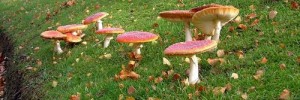 5807_toadstool500