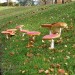 5807_toadstool500 5807_toadstool500