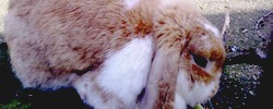 5808_bunny 5808_bunny