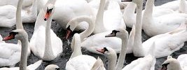 5837_swans 5837_swans