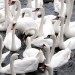 5837_swans