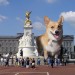 5861_giantCorgi 5861_giantCorgi