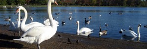 5883_ducks 5883_ducks