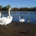 5883_ducks 5883_ducks
