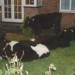 5891_cows