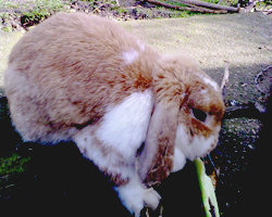 bunny.jpg