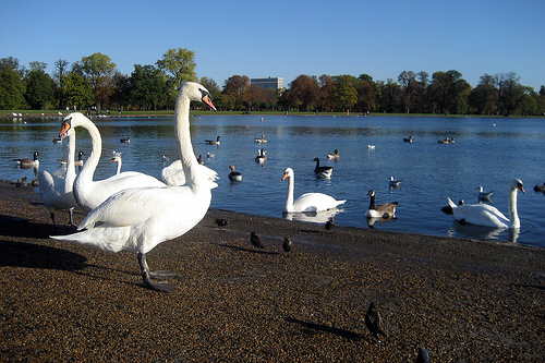ducks.jpg