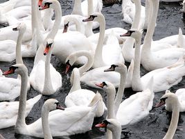 swans.jpg