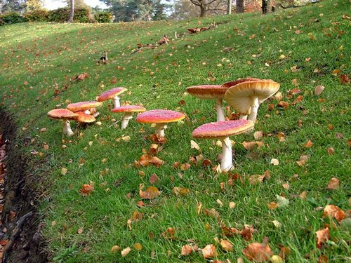 toadstool500.jpg