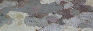 5993_planetree