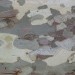 5993_planetree 5993_planetree