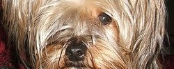 6013_MourinhoYorkieArrest