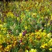 6032_gardens 6032_gardens
