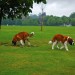 6038_dogsinpark 6038_dogsinpark