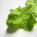 6064_lettuce500 6064_lettuce500