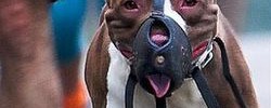 6072_DoggyDoubts