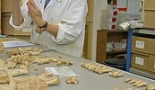 6077_bones_archae