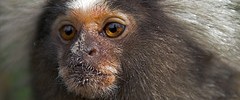 6106_marmoset