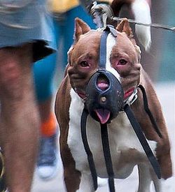 DoggyDoubts.jpg