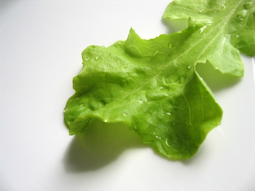 lettuce500.jpg