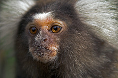 marmoset.jpg