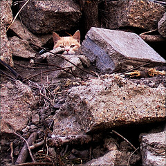 1406_cat.jpg