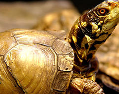 2106_tortoise.jpg