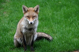 406_urban_fox.jpg