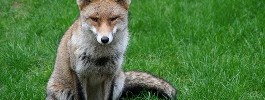 6183_406_urban_fox