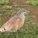 6190_0506_squacco_heron 6190_0506_squacco_heron