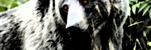 Grizzly0001-1.jpg