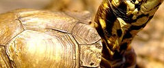 6322_2106_tortoise 6322_2106_tortoise
