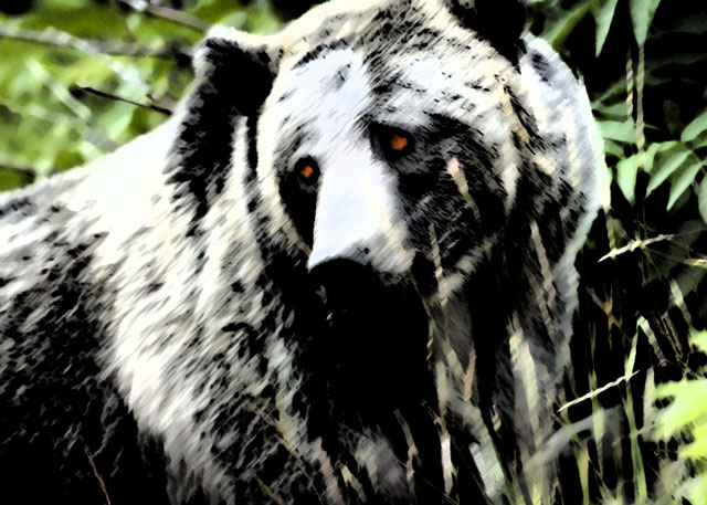 bear.jpg