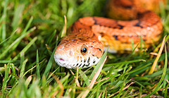 1007_snake.jpg